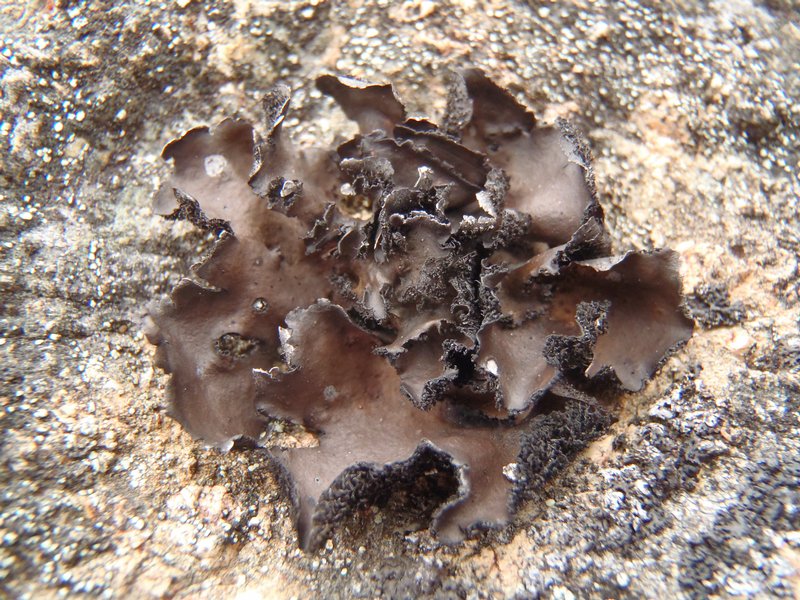 Umbilicaria polyrrhiza