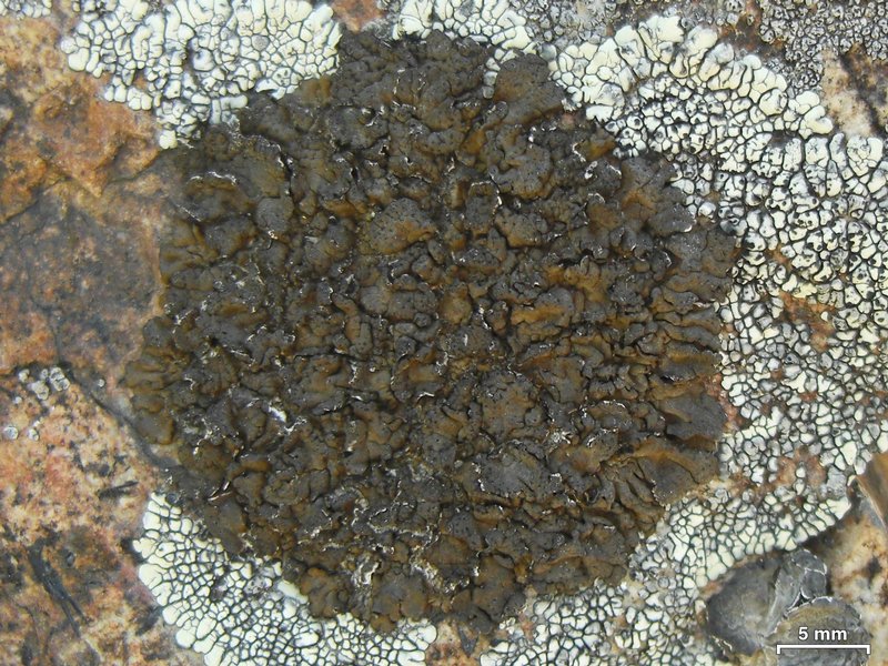 Umbilicaria polyrrhiza