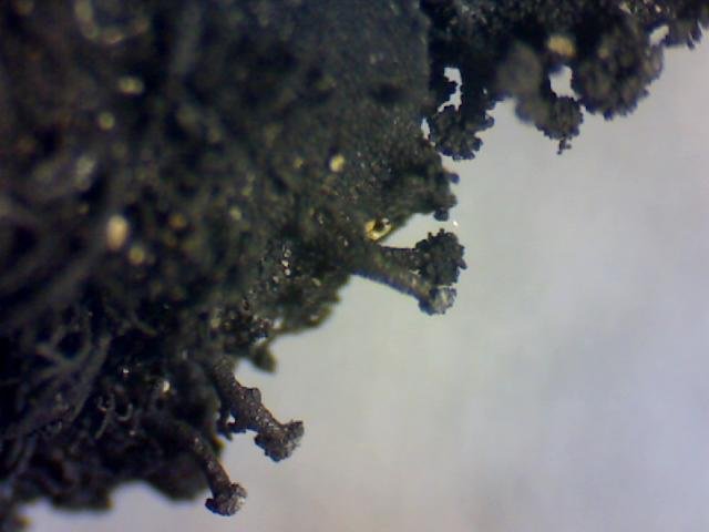 Umbilicaria polyrrhiza