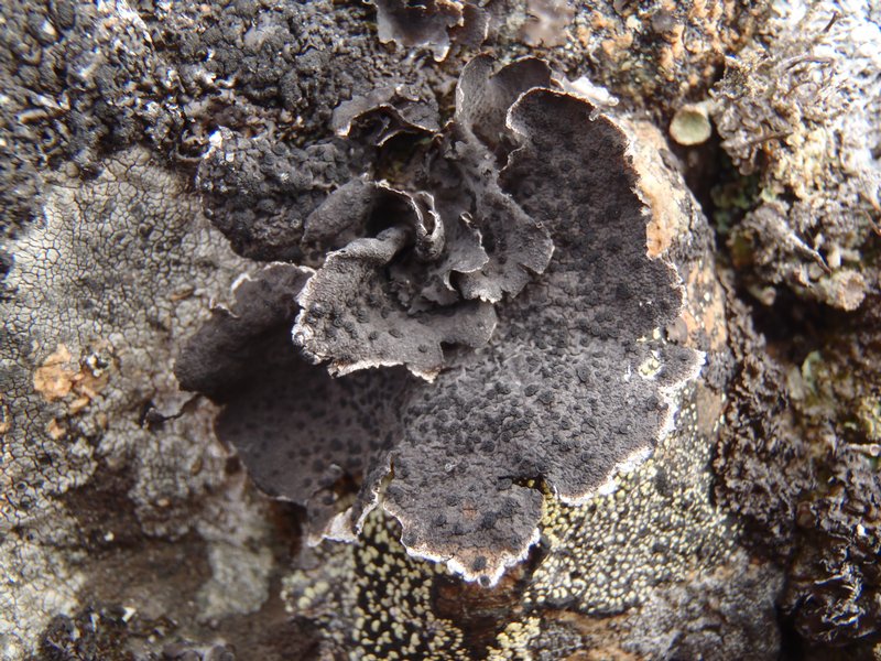 Umbilicaria proboscidea