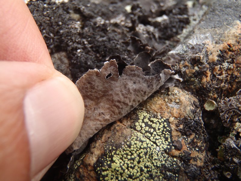 Umbilicaria proboscidea