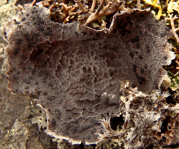 Umbilicaria proboscidea