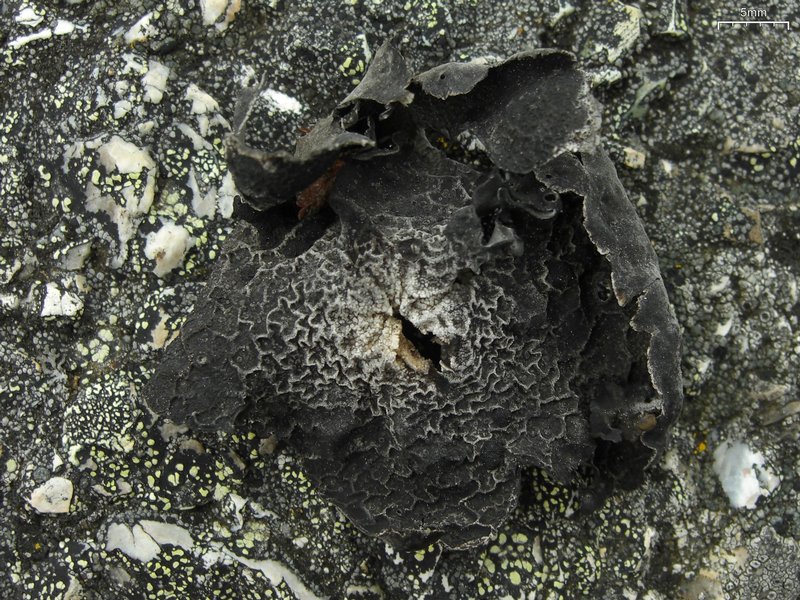 Umbilicaria proboscidea
