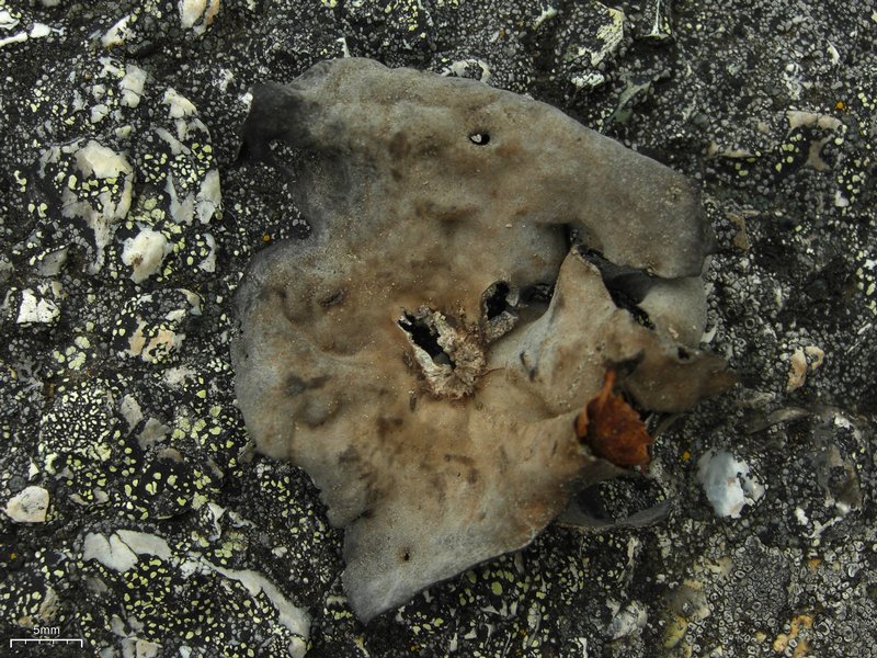 Umbilicaria proboscidea