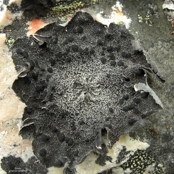 Umbilicaria proboscidea