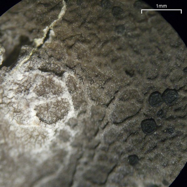 Umbilicaria proboscidea