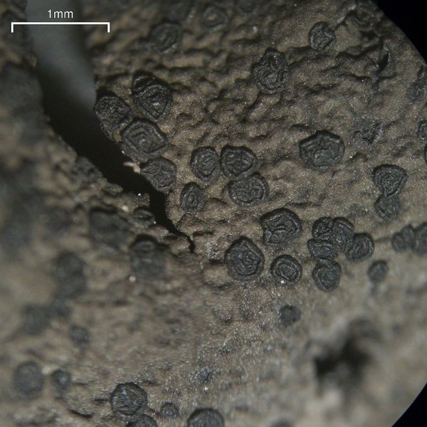 Umbilicaria proboscidea