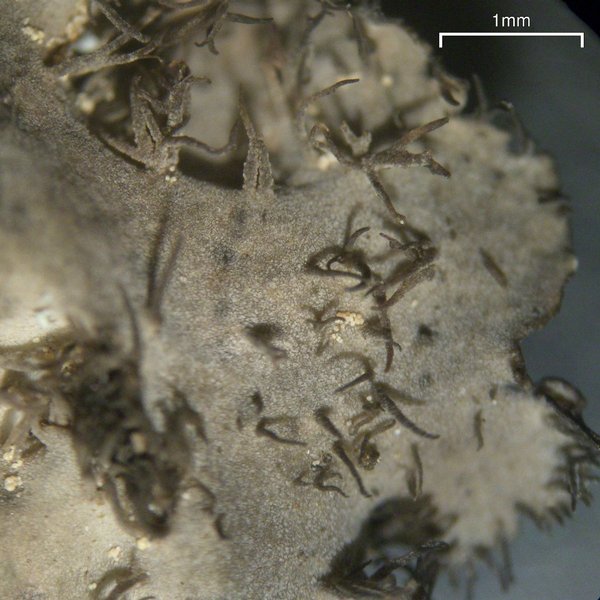 Umbilicaria proboscidea