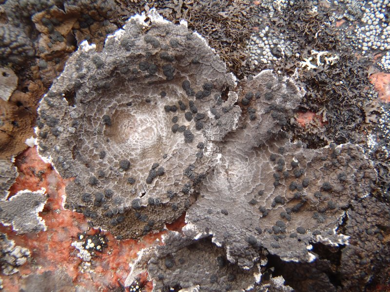 Umbilicaria proboscidea
