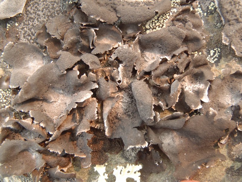 Umbilicaria proboscidea