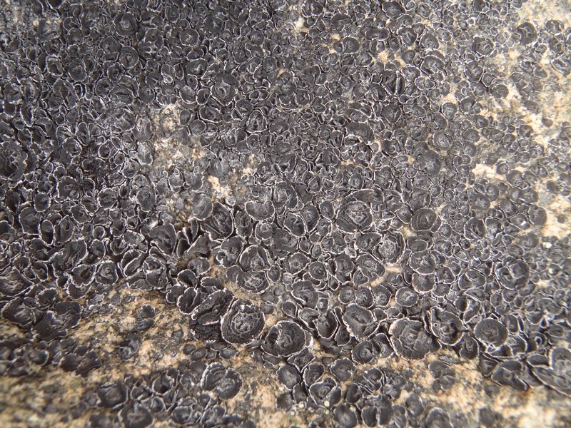 Umbilicaria proboscidea