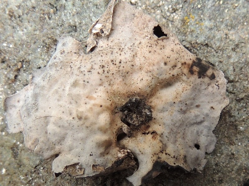 Umbilicaria proboscidea