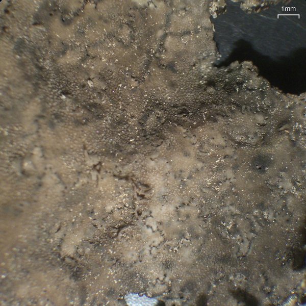 Umbilicaria torrefacta