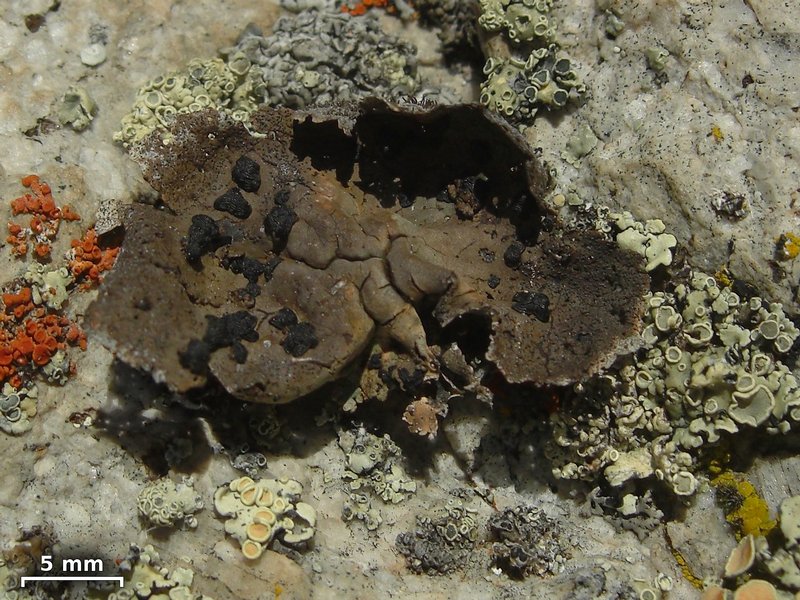 Umbilicaria torrefacta