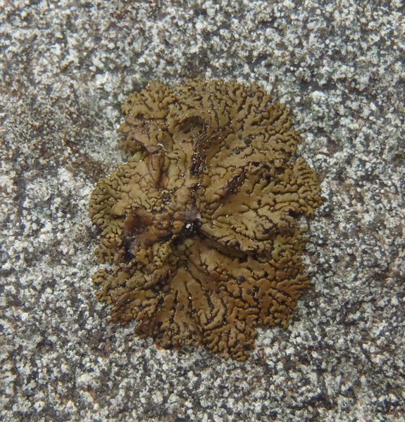 Umbilicaria torrefacta