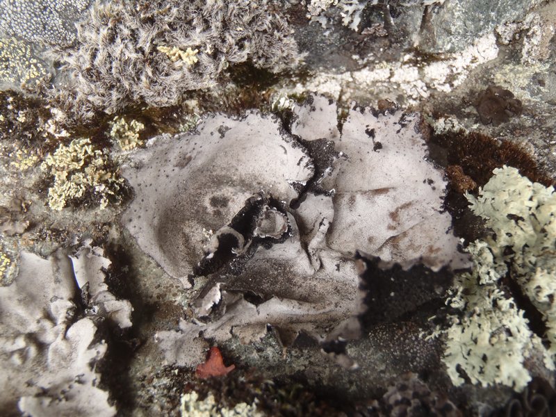 Umbilicaria vellea