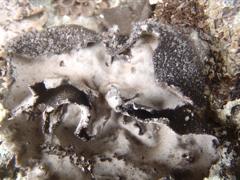 Umbilicaria vellea