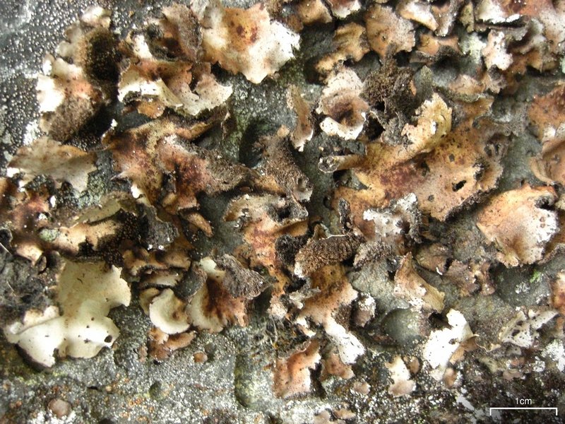 Umbilicaria vellea
