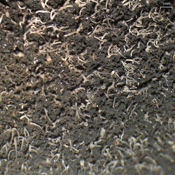 Umbilicaria vellea