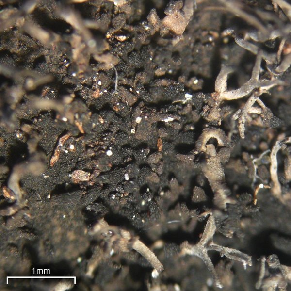 Umbilicaria vellea