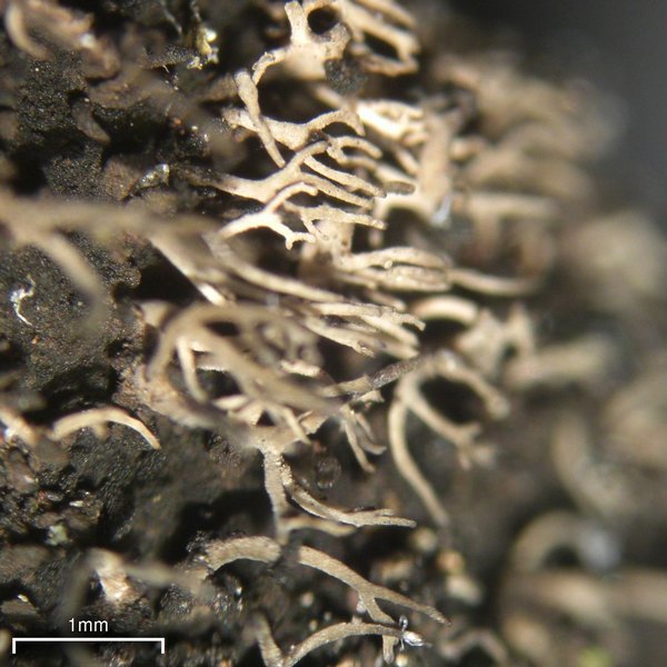 Umbilicaria vellea