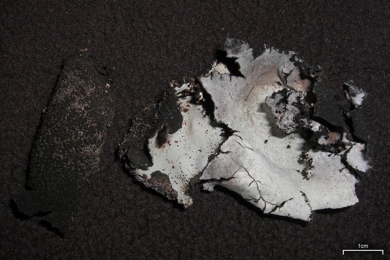 Umbilicaria vellea