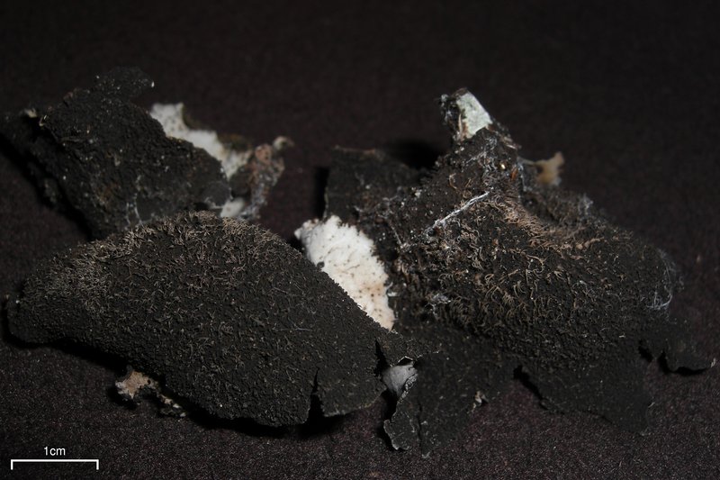Umbilicaria vellea