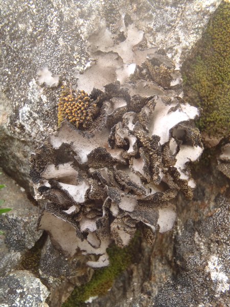 Umbilicaria vellea
