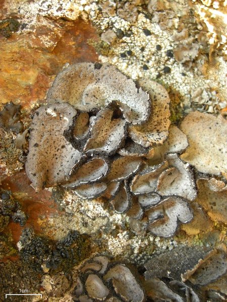 Umbilicaria virginis