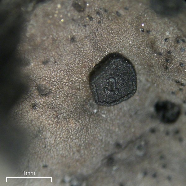 Umbilicaria virginis