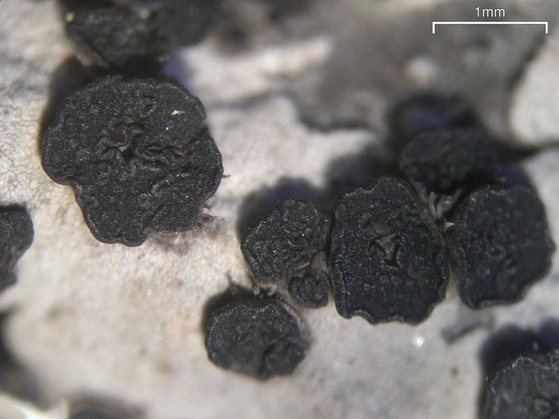 Umbilicaria virginis