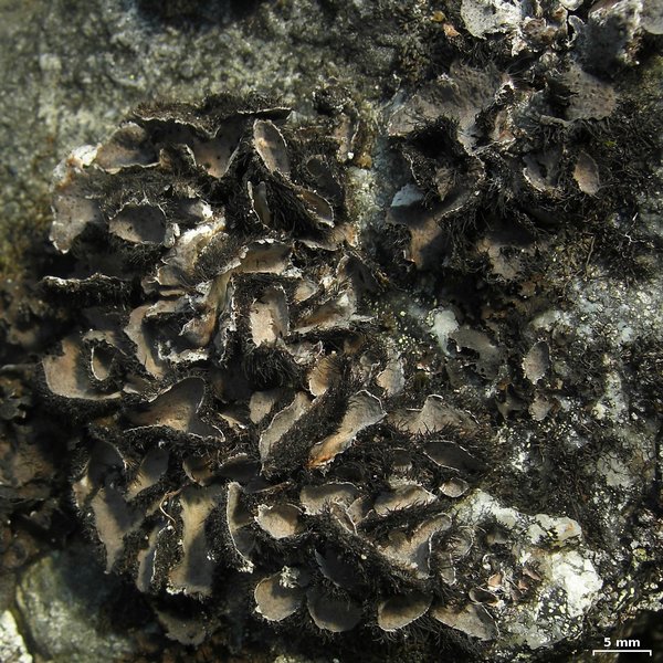 Umbilicaria virginis