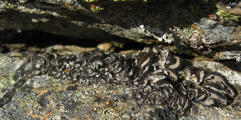 Umbilicaria virginis