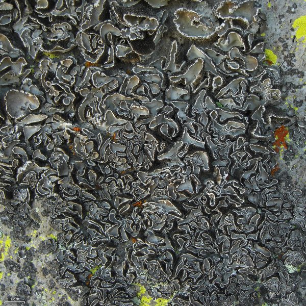 Umbilicaria virginis