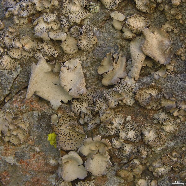 Umbilicaria virginis