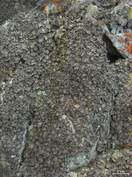 Umbilicaria virginis