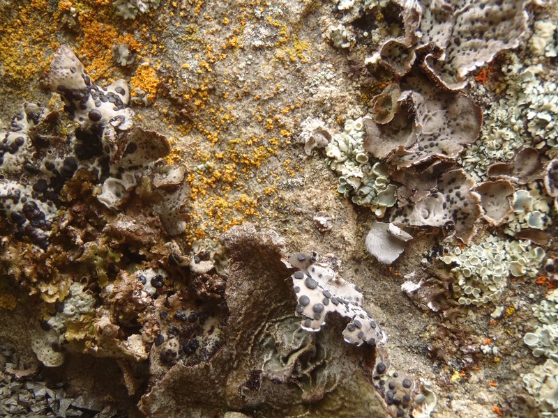 Umbilicaria virginis