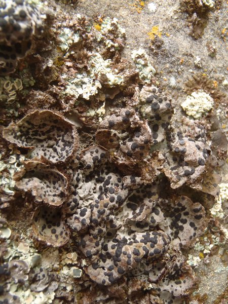 Umbilicaria virginis