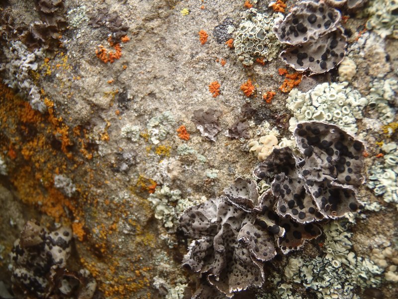 Umbilicaria virginis
