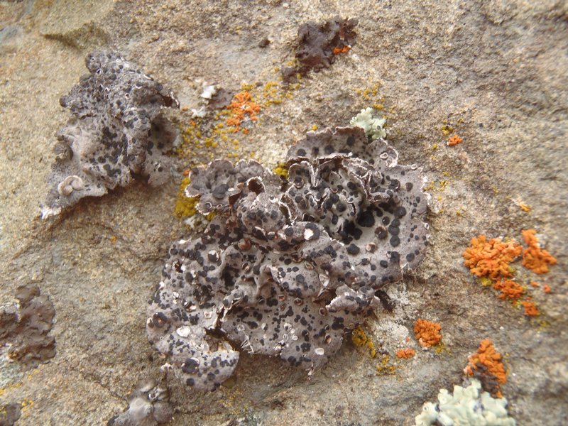 Umbilicaria virginis