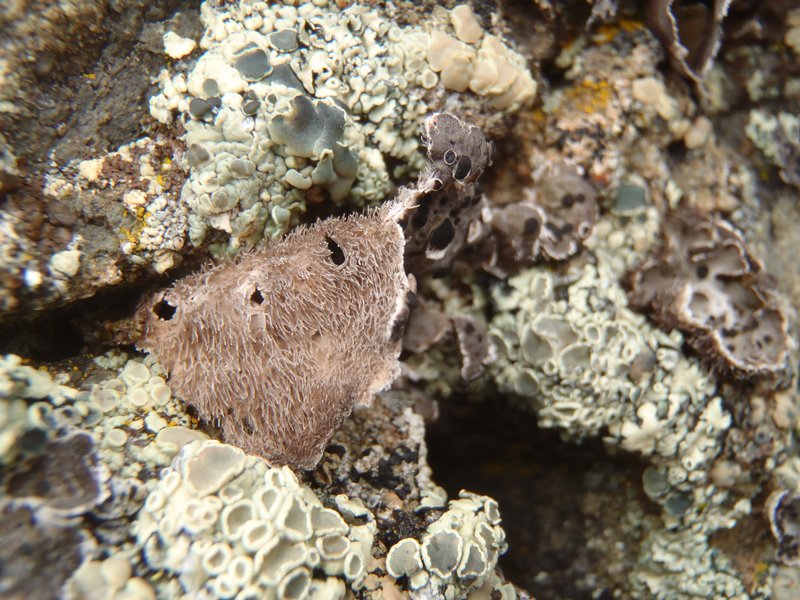 Umbilicaria virginis