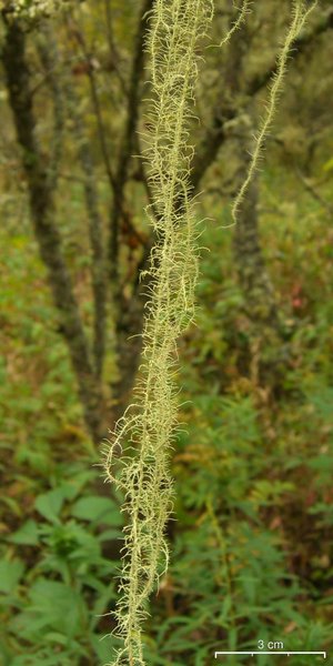 Usnea angulata