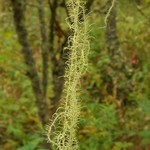 Usnea angulata