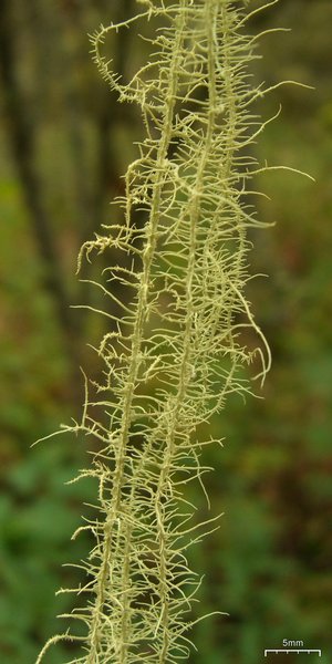 Usnea angulata