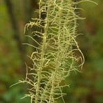 Usnea angulata