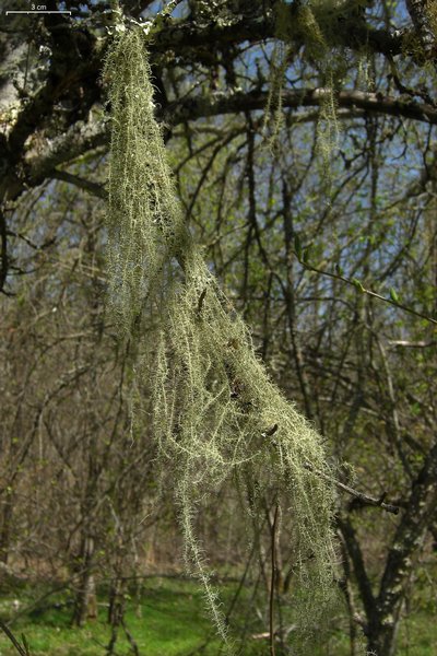 Usnea angulata