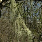 Usnea angulata