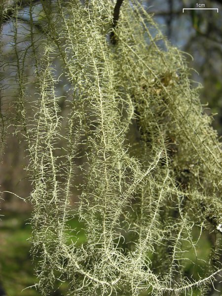 Usnea angulata