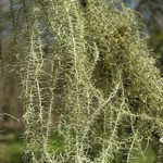 Usnea angulata