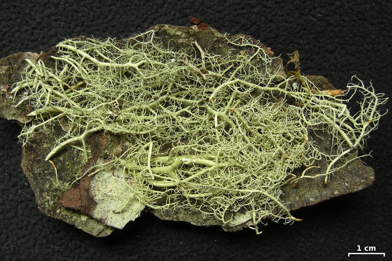 Usnea brasiliensis